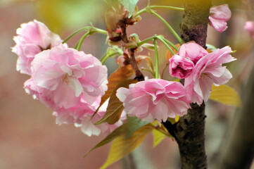 Pink cherry flower blossom