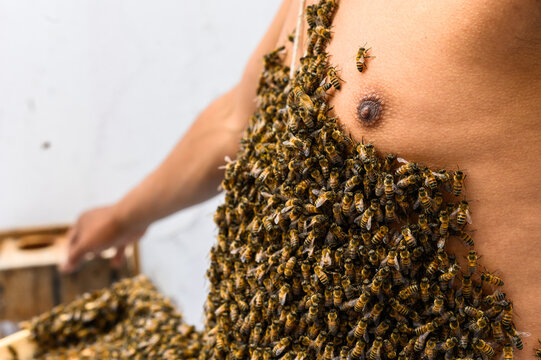 A beekeeper covered in bees, bee treatment