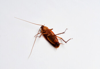 brown cockroach ( kecoa ) isolated in white background