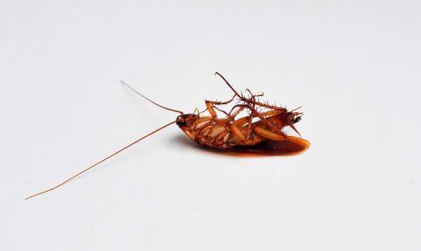 brown cockroach ( kecoa ) isolated in white background