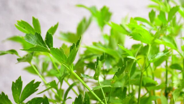 Lovage, spice and medicinal herb with green leaves
