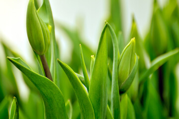 blossoming tulips in spring