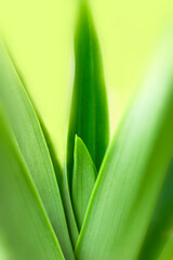 blurry leaves nature of summer green leaves natural green leaf plant used as wallpaper background