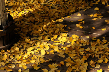 Obraz premium golden ginkgo tree in autumn