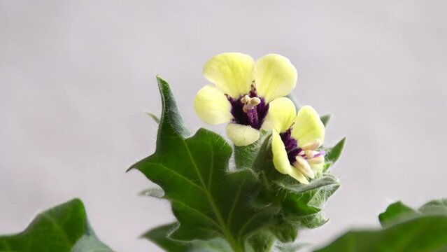 Golden Henbane, medicine plant with flower, closeup