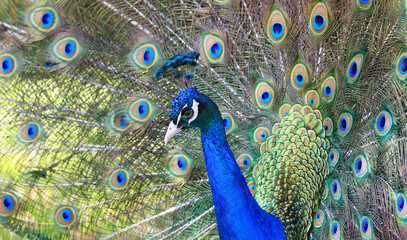 Fototapeta na wymiar Peacock portrait close-up with his beautiful tail on the background