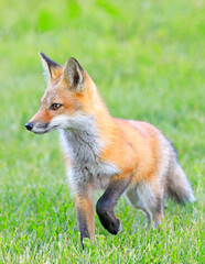 Young red fox portrait with green foreground and background