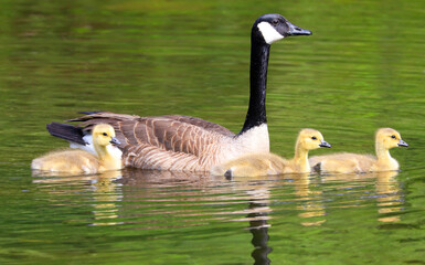 Canadian Geese Babies swimming on the lake with nice reflections and green foreground