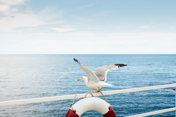 Seagull takes off on a life preserver. The Black Sea waterfront. Front view.