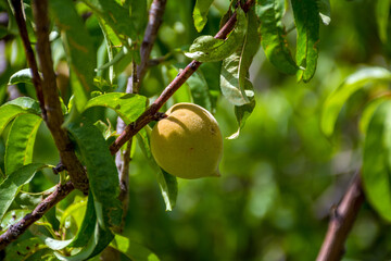 Peach fruit