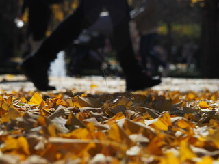 イチョウの紅葉と行きかう人の足下