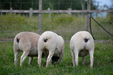 Fototapeta premium Dorper sheep breed animals on the farm showing the entire structure of the breed's shank