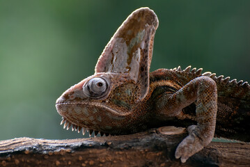 Male veiled chameleons ready to molt their skins  © DS light photography