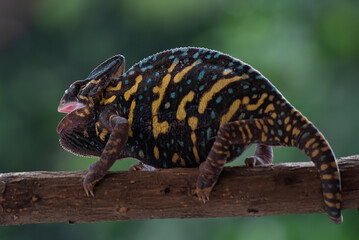 Angry female veiled chameleon on a tree branch 
