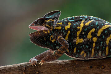 Angry female veiled chameleon on a tree branch 
