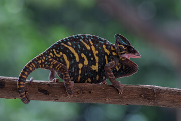 Angry female veiled chameleon on a tree branch 
