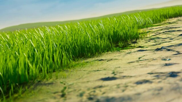 Fast process of dry desert transforming into a lush meadow with fresh grass 4KHD