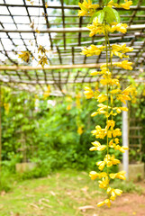 Yellow blooming Golden Wreath hanging from bamboo panels decorate in Thai garden