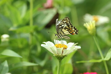 Obraz premium butterfly on flower