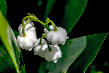 blooming lilies of the valley in the garden
