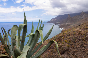 Agava cactus plant with scenic view of Atlantic Ocean coastline and Anaga mountain range. Tenerife, Canary Islands, Spain, Europe. Looking at Roque de las Animas. Hiking trail from Afur to Taganana
