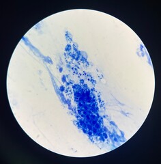 Budding yeast cells