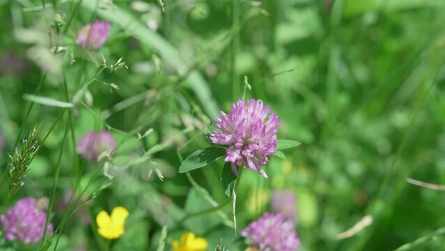 A Purple Clover Flower Stands Out In A Green Meadow