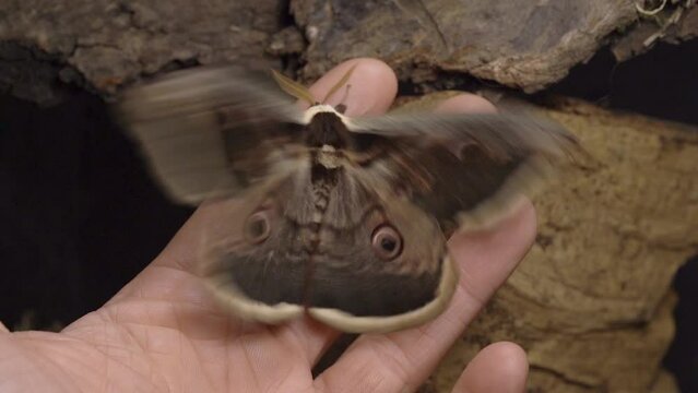 Giant moth on finger Flapping Wings Then Fly Off, Macro Slow Motion Top Shot