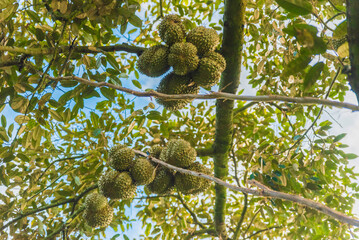 Durian tree, Fresh durian fruit on tree, Durians are the king of fruits, Tropical of asian fruit.