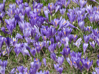 blooming purple carpets of crocuses in spring on Kopaonik mountain in Serbia