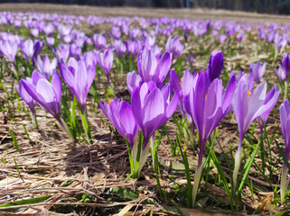 blooming purple carpets of crocuses in spring on Kopaonik mountain in Serbia