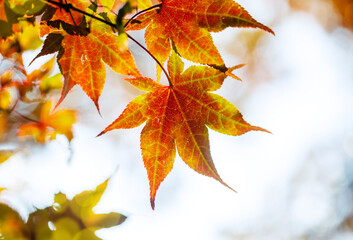 Japanese maple in autumn. Beautiful autumn maple leaves in sunlight. Autumn forest natural...