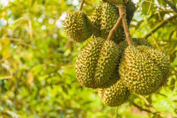 Durian tree, Fresh durian fruit on tree, Durians are the king of fruits, Tropical of asian fruit.