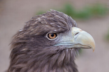 Portrait of an eagle's head in profile on a blurry background.