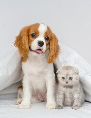 Puppy king charles spaniel sitting on the bed next to a kitten of the scottish breed