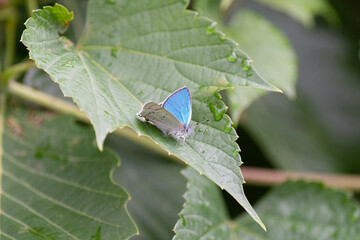 ウラジロミドリシジミ