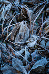frozen plants in the garden
