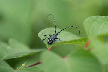 ゴマダラカミキリ
