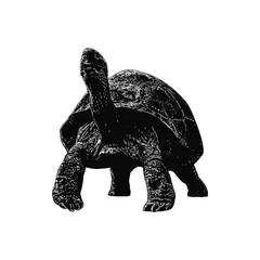 Foto op Canvas Galapagos Tortoise hand drawing vector illustration isolated on background © tya studio