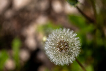 Obraz premium Taraxacum officinale growing in meadow, close up