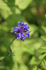 Close-up of beautiful blue Cornflower in the green meadow on summer. Centaurea cyanus 