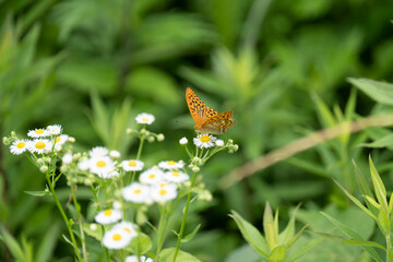 ミドリヒョウモン