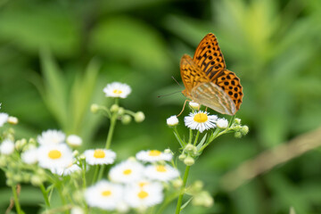 ミドリヒョウモン