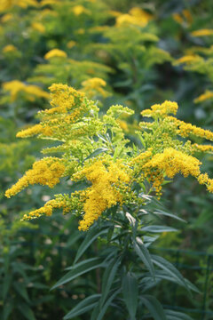 Canadian goldenrod yellow flowers.  Solidago canadensis 