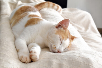 Ginger and white cat sleeping on a sofa at home.  Happy tabby cat relaxing in a house.  Copy space is on the right side.