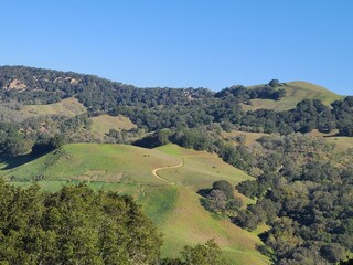 Greenery in the Diablo range after the rains of winter, Mt Diablo, California