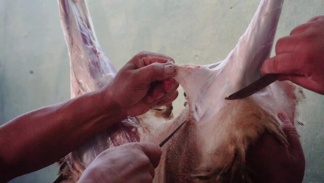 The process of removing the leg skin, slaughter process, skinning sheep animals. Procession of slaughtering sacrificial animals during Eid al-Adha. Man hand remove the skin of the goat.