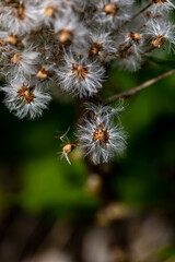 Petasites paradoxus flower in meadow