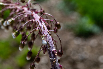 Petasites paradoxus flower in meadow, close up 