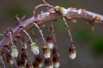 Petasites paradoxus flower in meadow, close up shoot	